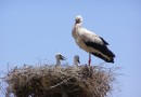 White stork ©  J. Lidster